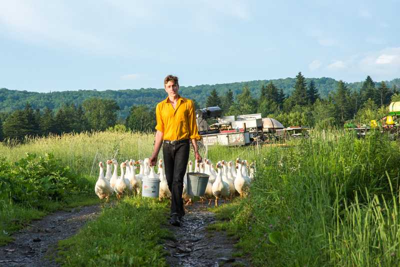 A man holding a bucket surrounded on either side by geese in a field