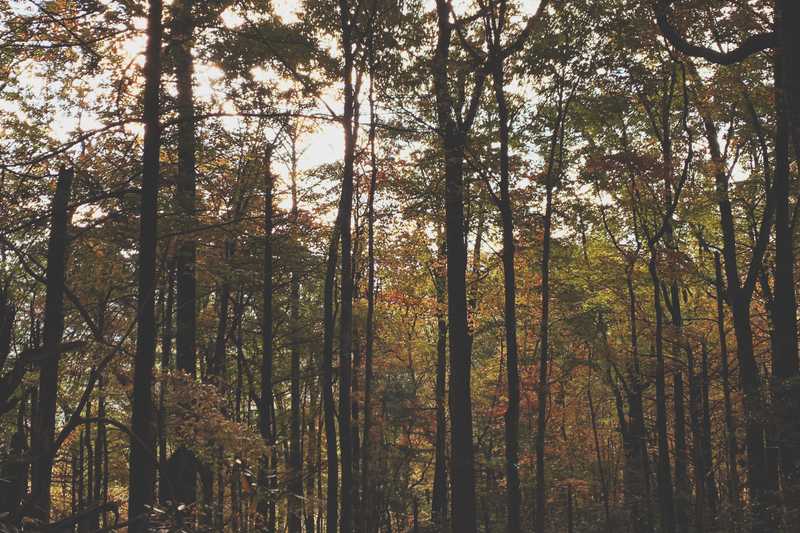 a sunrise through tall trees in the appalachians